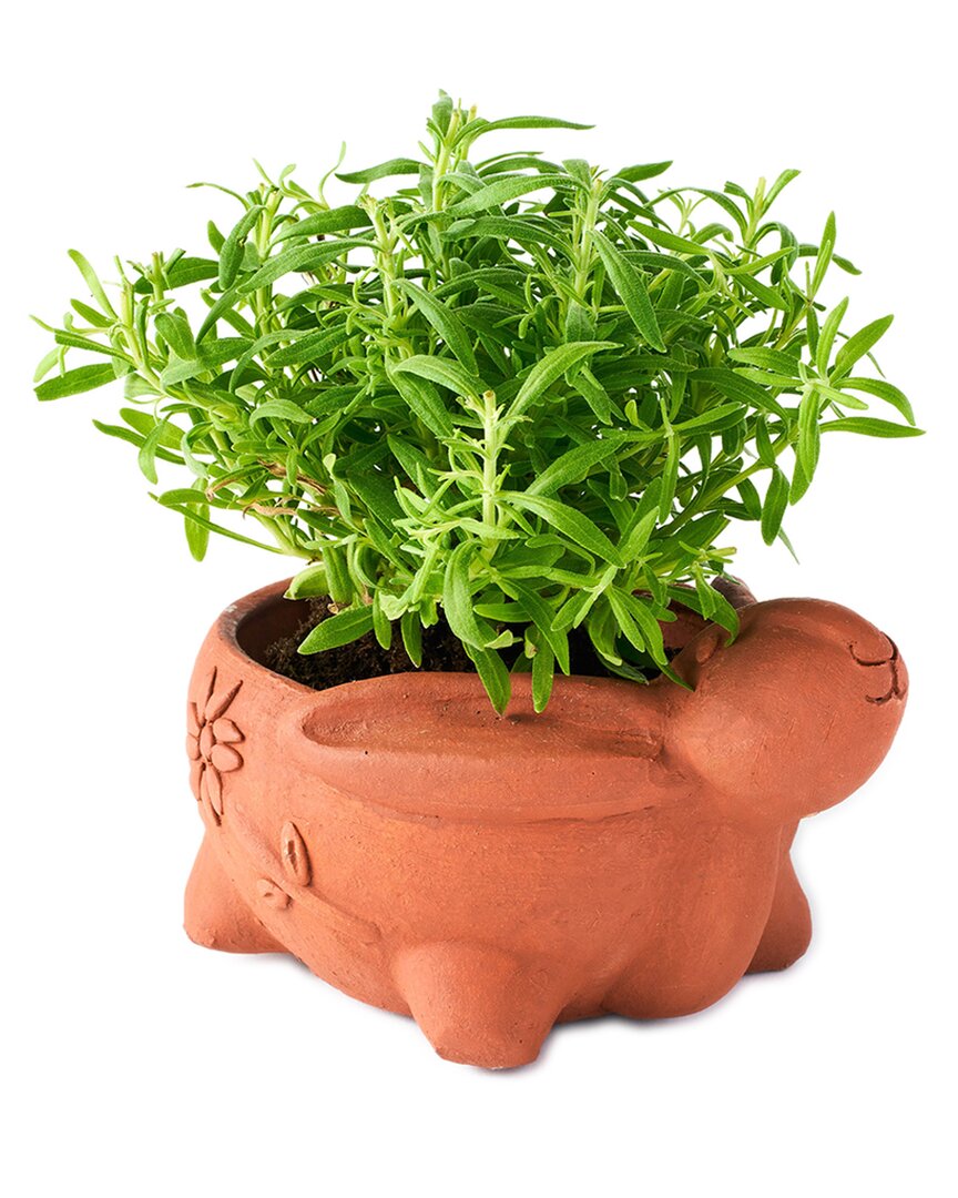 Matr Boomie Rakshana Rabbit Plant Pot In Brown