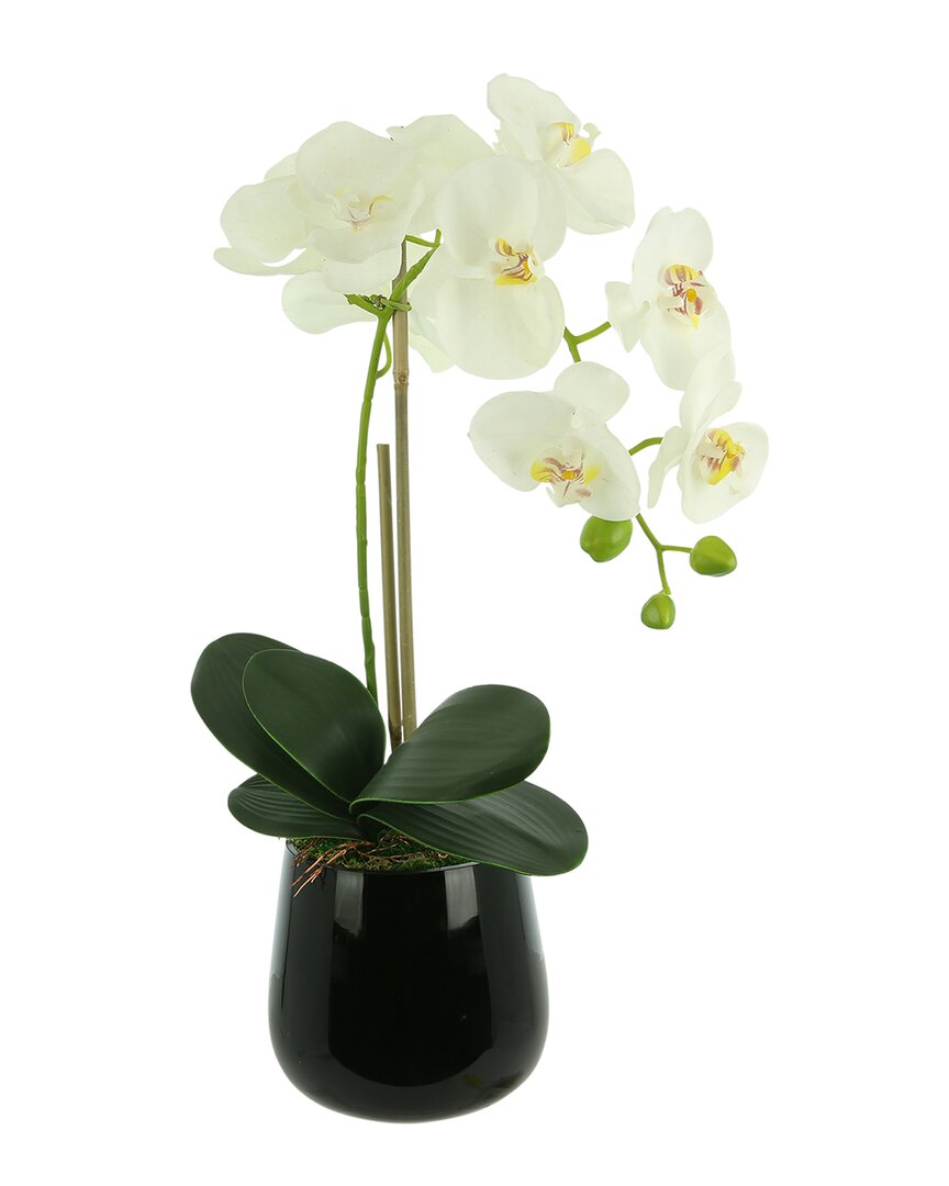 Creative Displays Orchid Arrangement In Glass Vase With Orchid Leaves & Moss In White