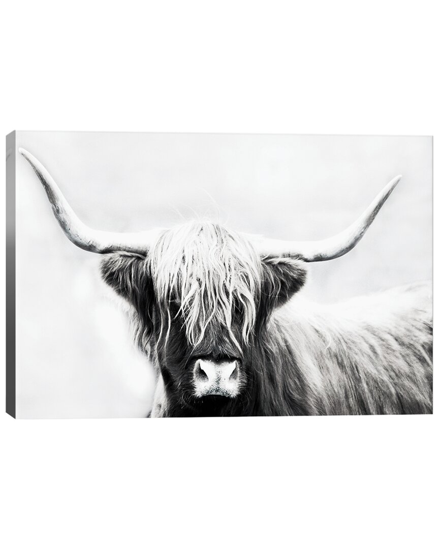 Icanvas Highland Longhorn By Danita Delimont Wall Art
