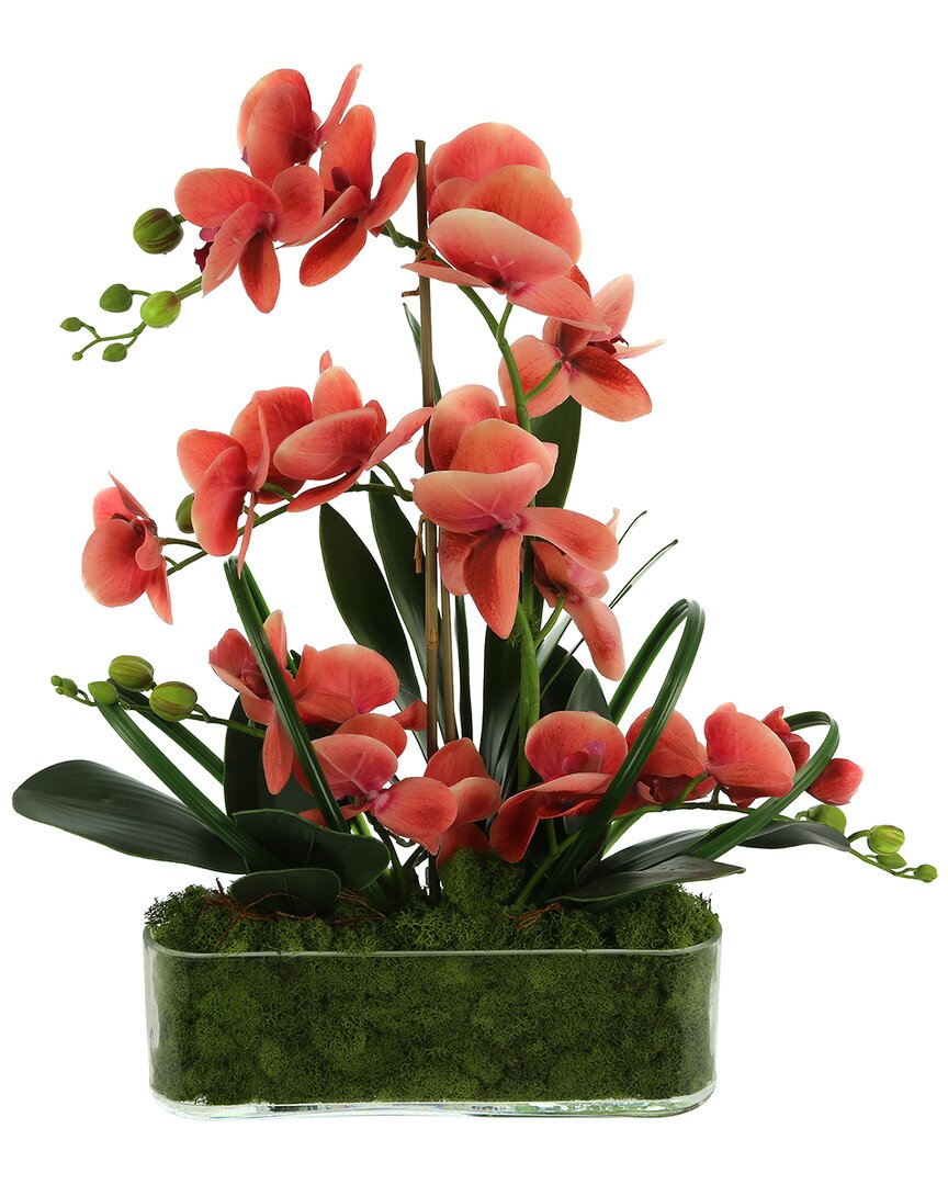 Creative Displays Orchid Arrangement In Glass Planter With Moss In Orange