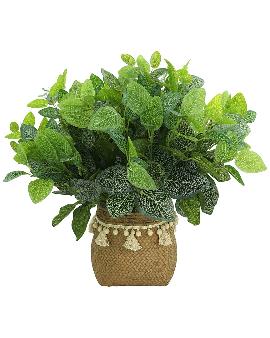 Creative Displays Outdoor Fittonia Bush In Green