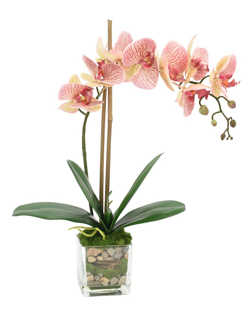 Creative Displays Orchid In Glass Vase With Moss & Rocks In Pink