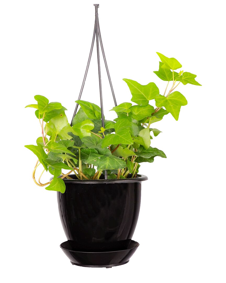 Thorsen's Greenhouse Live Green English Ivy Plant In Hanging Pot In Black