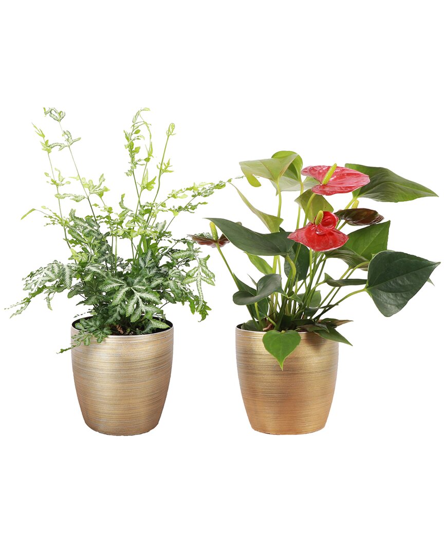 Thorsen's Greenhouse Live Festive Houseplant Bundle In Gold Holiday Pots