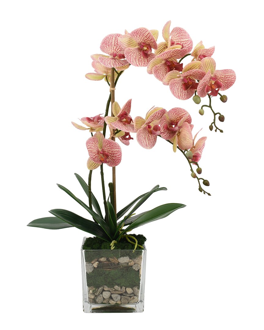 Creative Displays Orchid Arranged In Glass Vase With Moss & Rocks In Pink