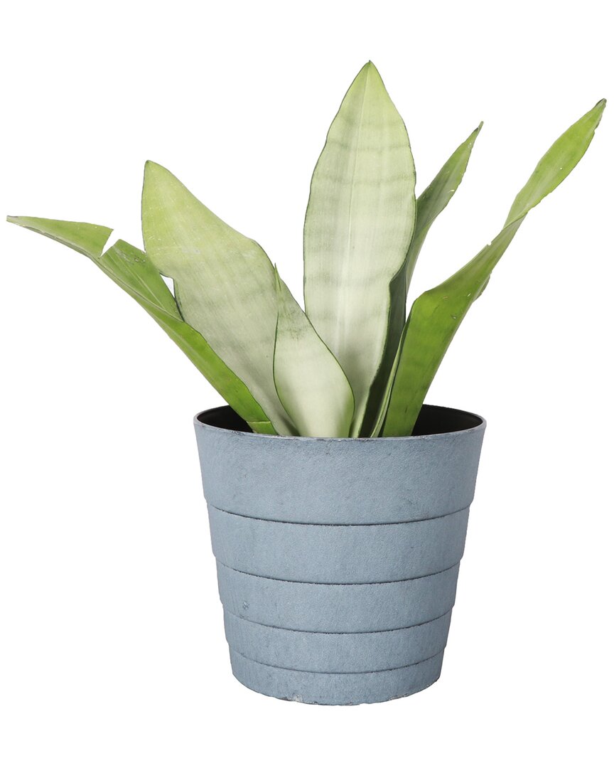 Thorsen's Greenhouse Live Moonshine Snake Plant In Contemporary Pot In Blue