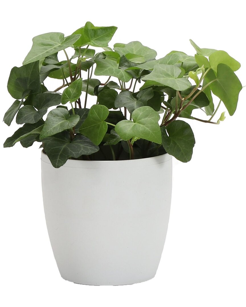 Thorsen's Greenhouse Green Ivy In Small White Pot