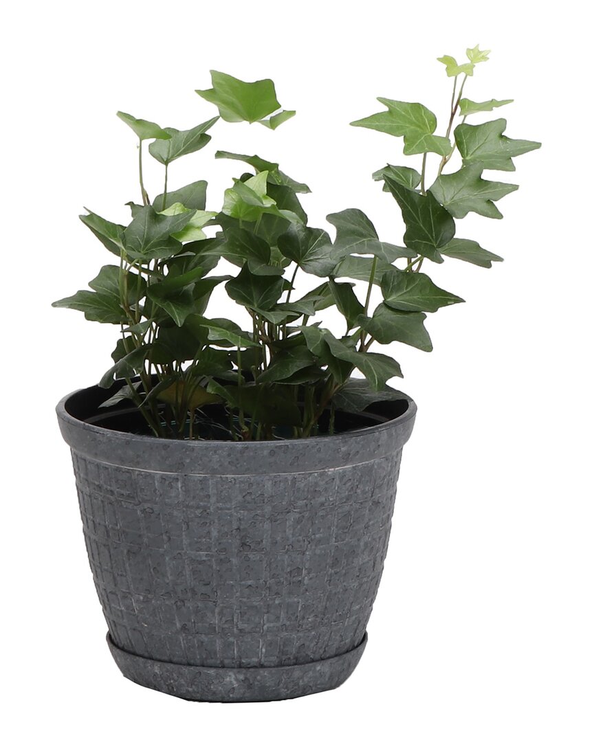 Thorsen's Greenhouse Green Ivy In Small Gray Rustic Pot