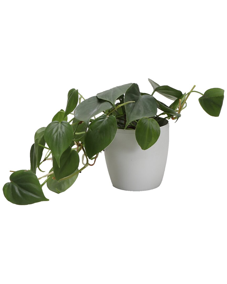 Thorsen's Greenhouse Green Philodendron In Small White Pot