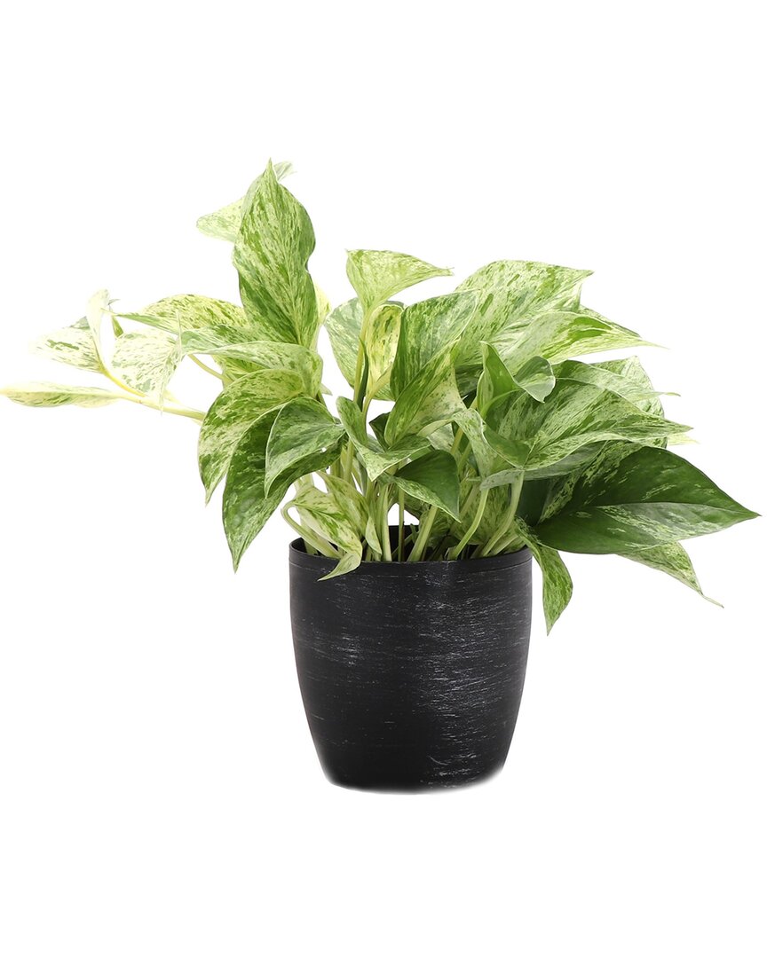 Thorsen's Greenhouse Marble Queen Pothos In Small Brushed Silver Pot