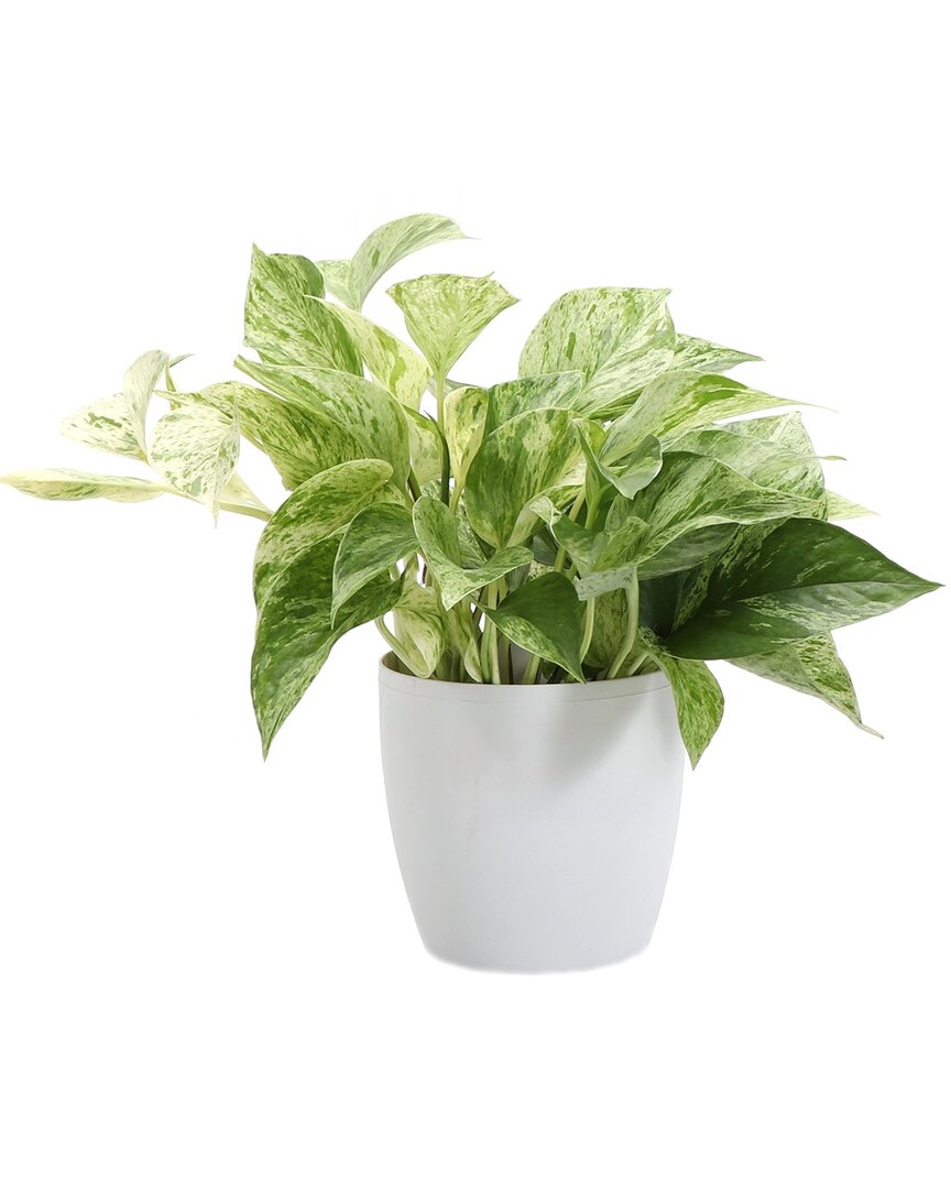Thorsen's Greenhouse Marble Queen Pothos In Small White Pot