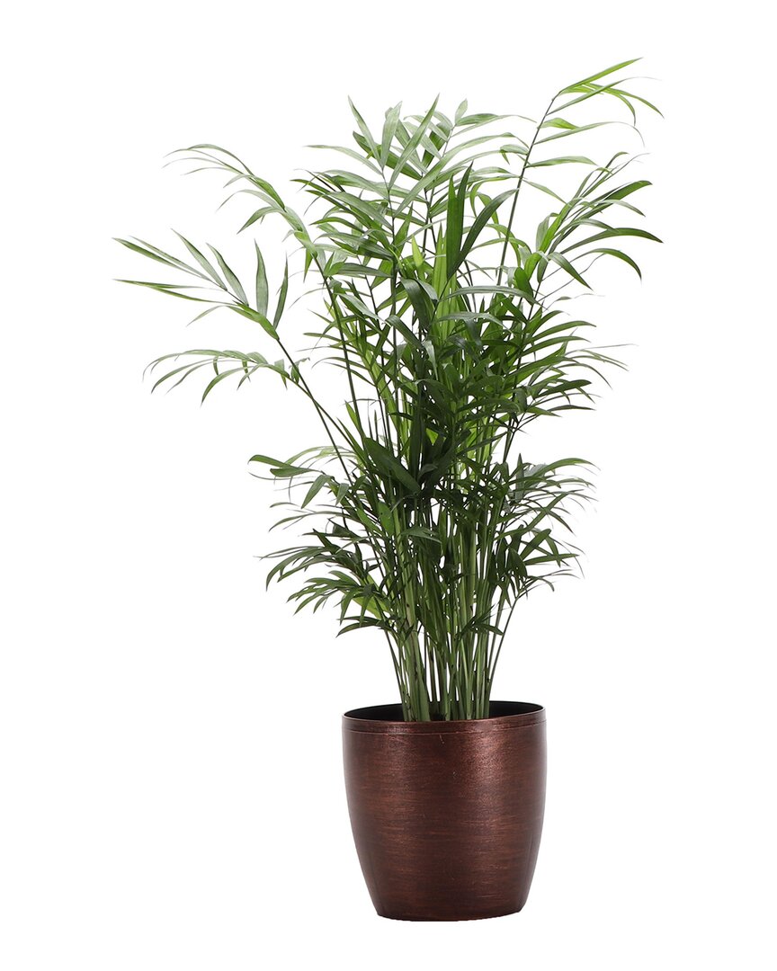 Thorsen's Greenhouse Neantha Bella Palm In Small Copper Pot