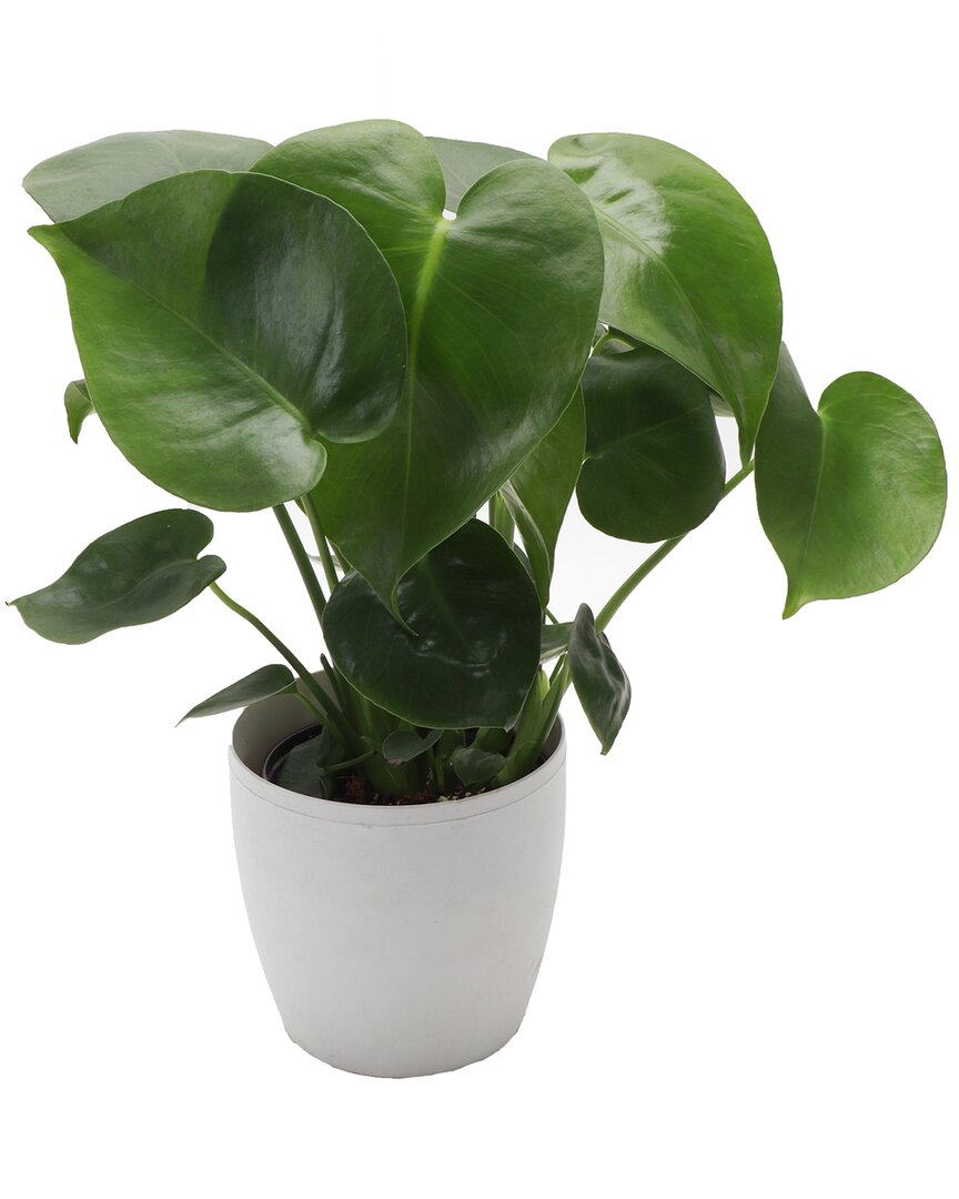 Thorsen's Greenhouse Philodendron Monstera In White Pot