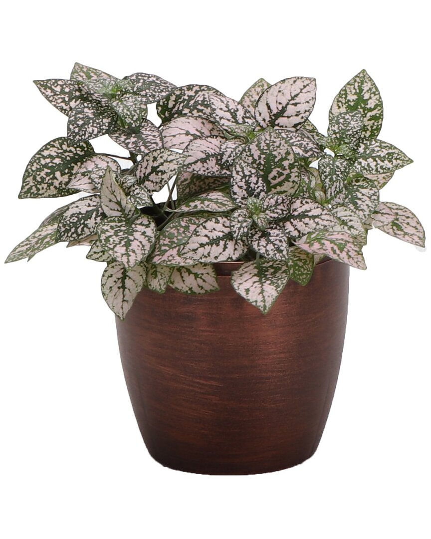 Thorsen's Greenhouse Pink Splash In Small Copper Pot
