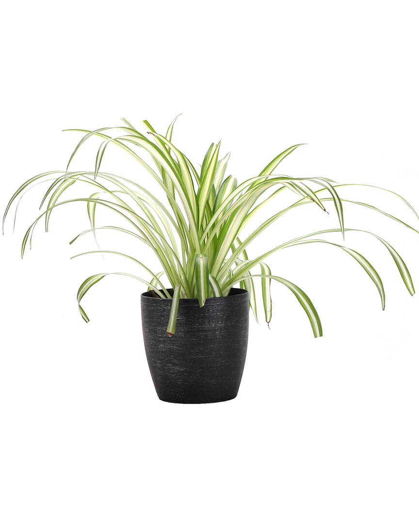 Shop Thorsen's Greenhouse Spider In Small Brushed Silver Pot