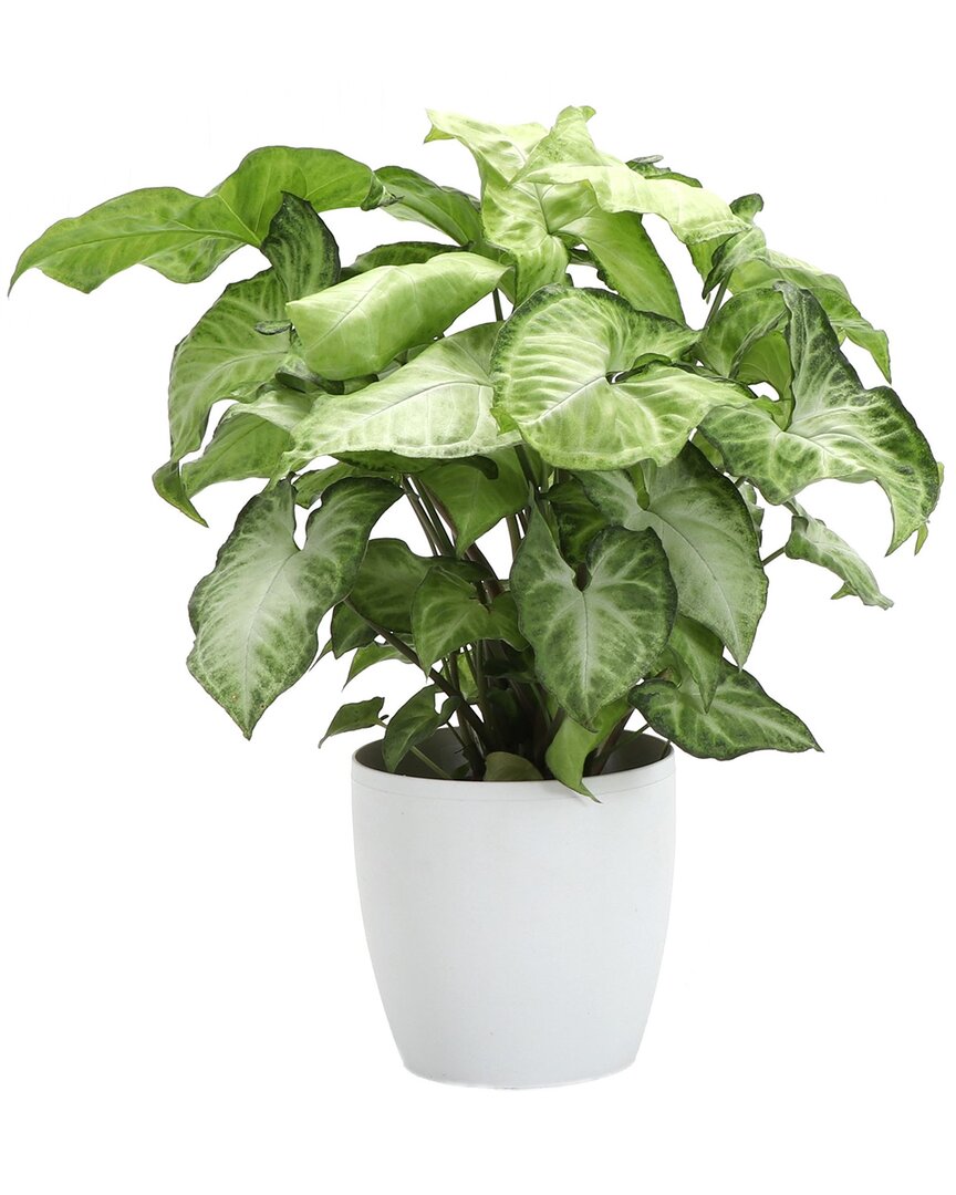 Thorsen's Greenhouse White Butterfly In Small White Pot