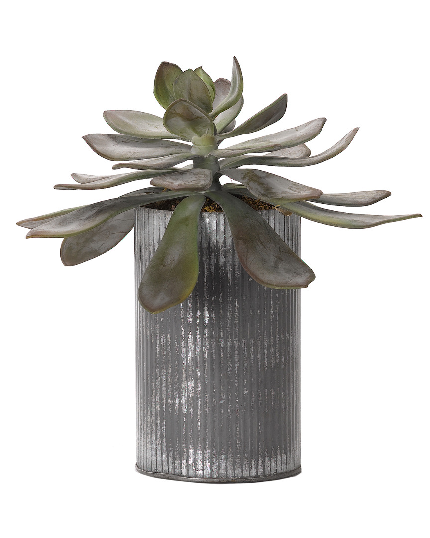 D&w Silks Large Frosted Echeveria In Tin Planter