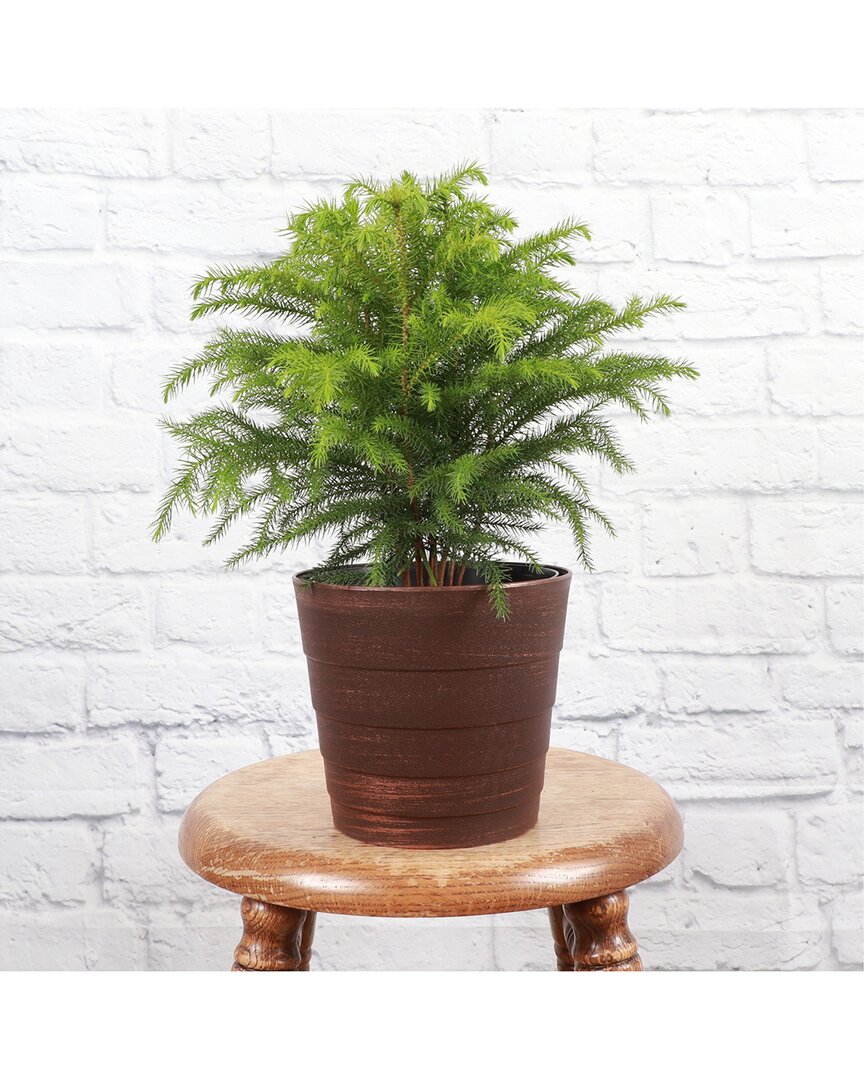 Thorsen's Greenhouse Live Large Norfolk Pine Tree In Contemporary Copper Pot