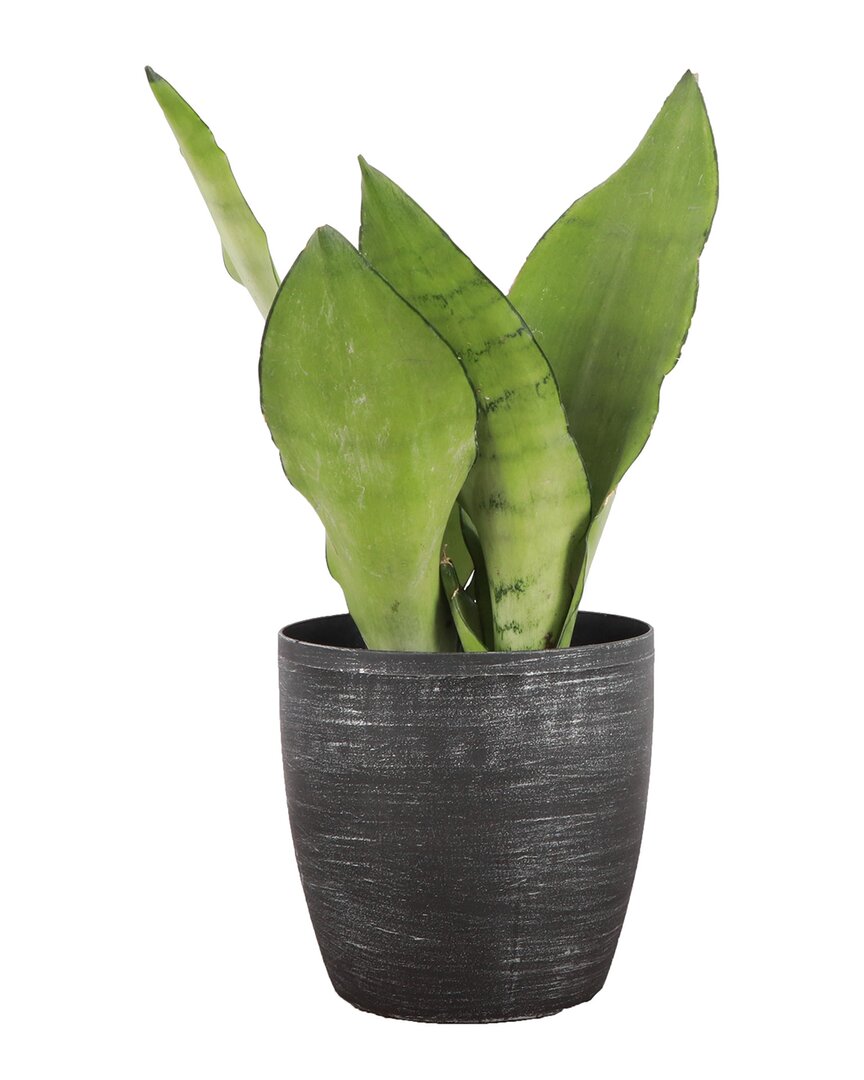 Thorsen's Greenhouse Live Moonshine Snake Plant In Classic Pot In Silver