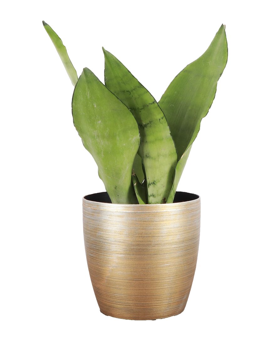 Thorsen's Greenhouse Live Moonshine Snake Plant In Classic Pot In Gold