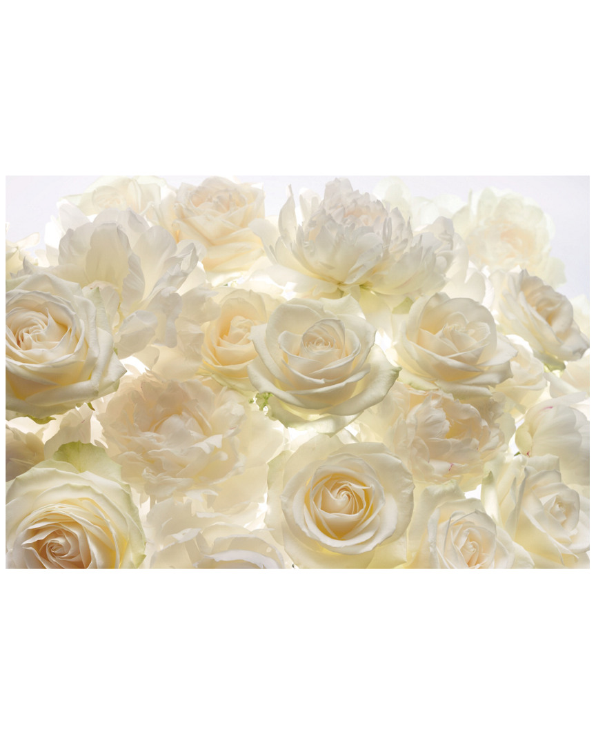 Brewster Ivory Rose Wall Mural
