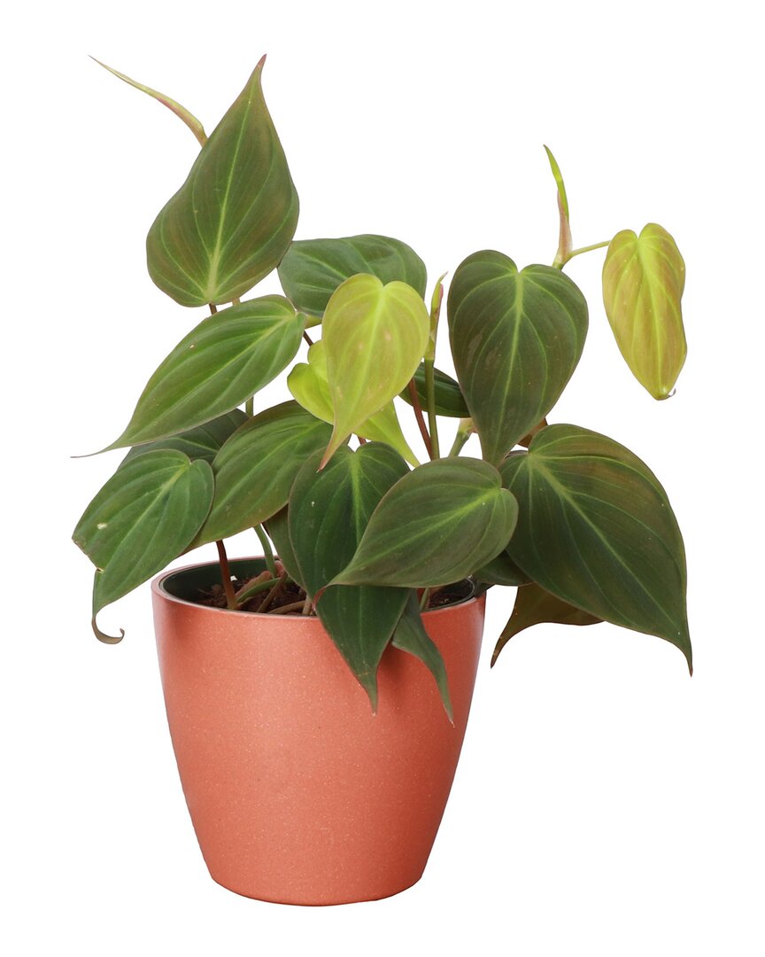 Thorsen's Greenhouse Live Philodendron Micans Plant In Biodegradable Pot In Red