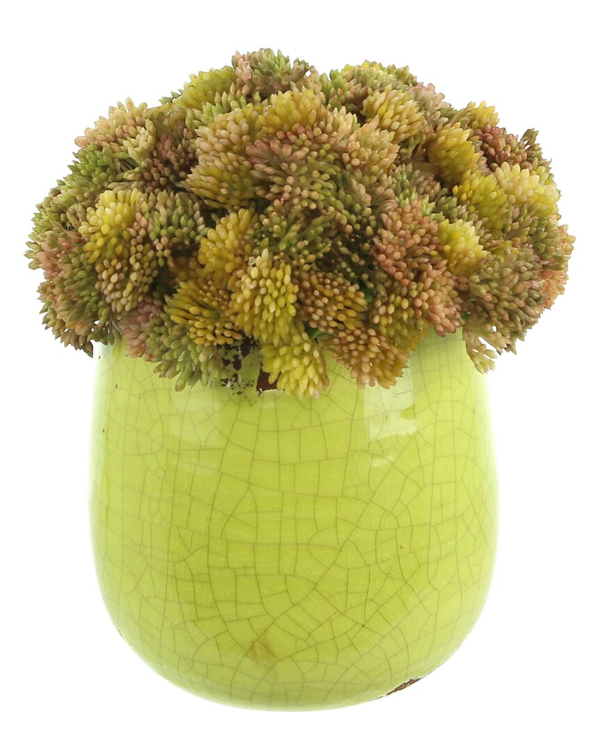 Creative Displays Sedum Arrangement In Ceramic Pot In Green
