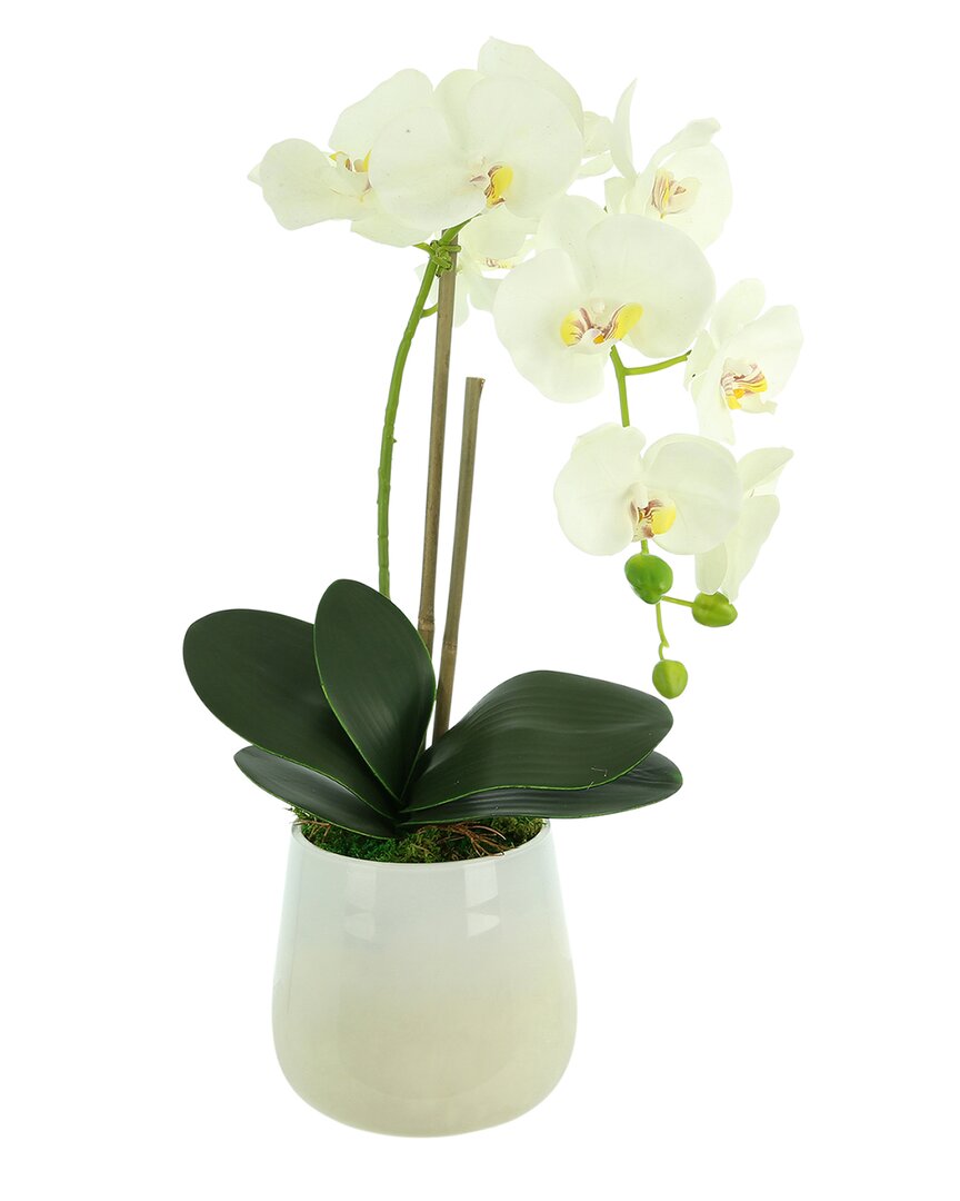 Creative Displays Orchid Arrangement In Glass Vase With Orchid Leaves & Moss In White