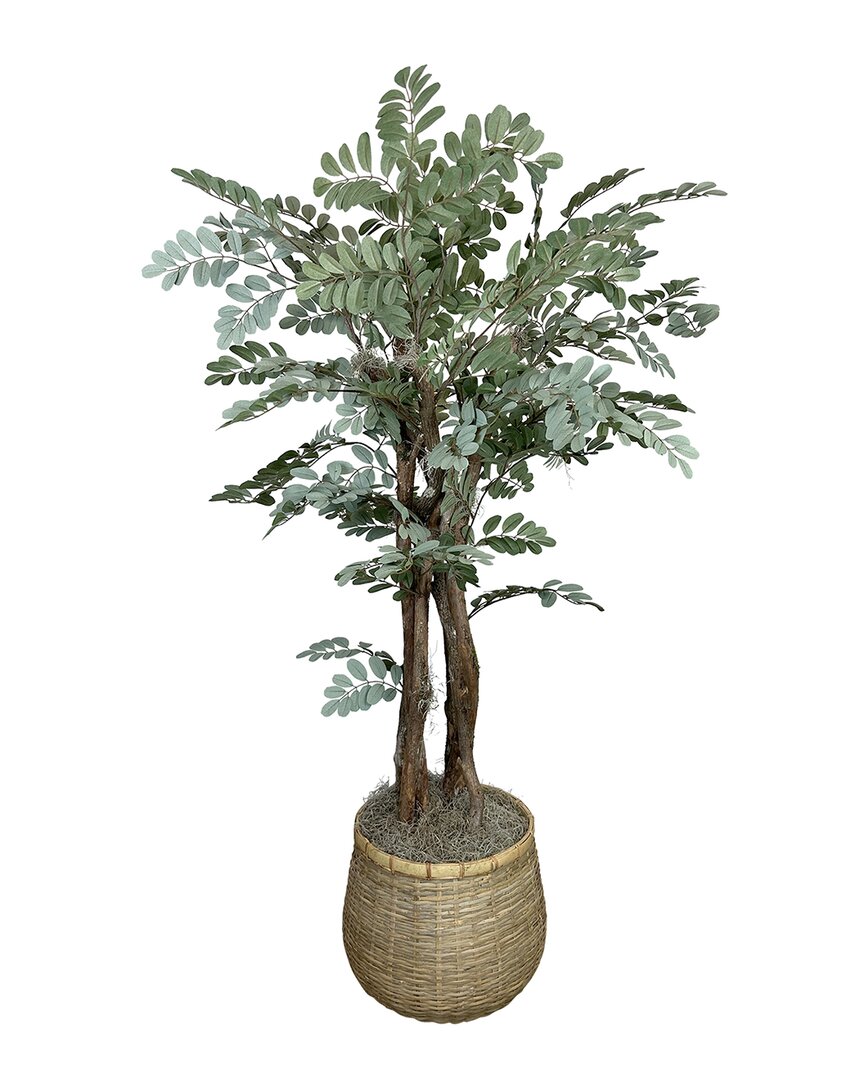 CREATIVE DISPLAYS CREATIVE DISPLAYS DECORATIVE MORINGA OLEIFERA TREE IN BAMBOO PLANTER 