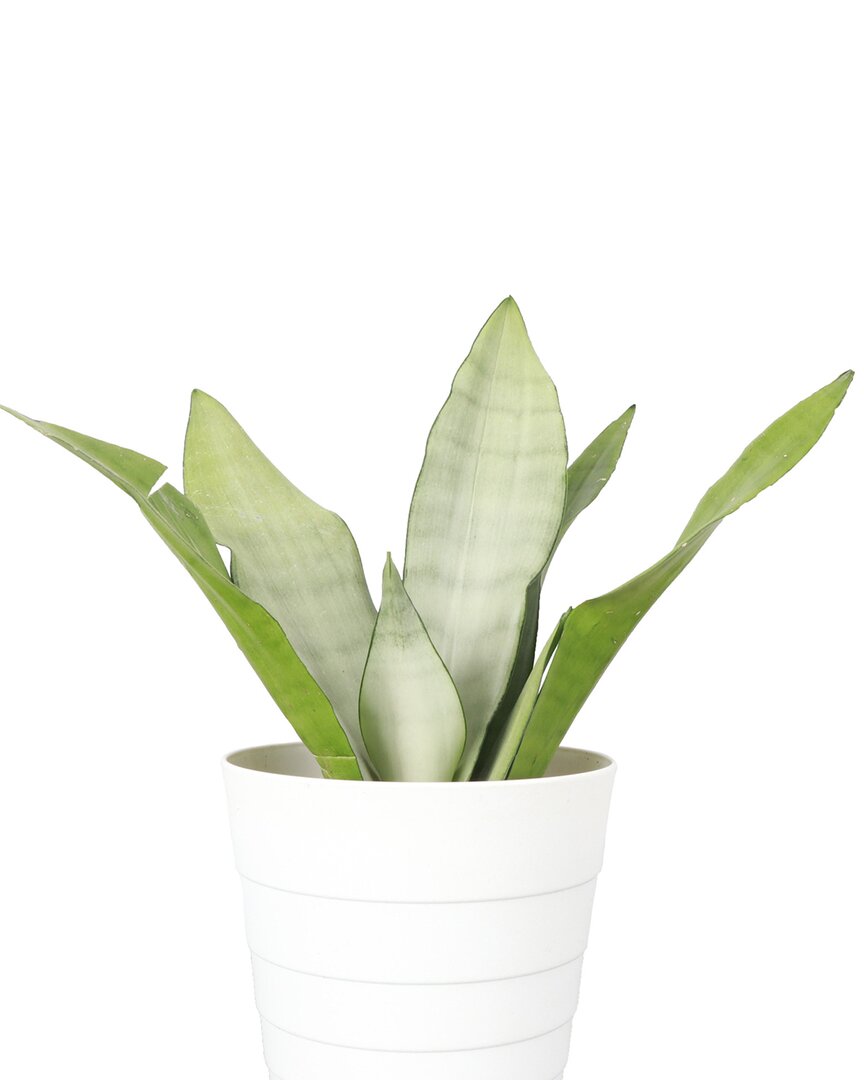 Thorsen's Greenhouse Live Moonshine Snake Plant In Contemporary Pot In White