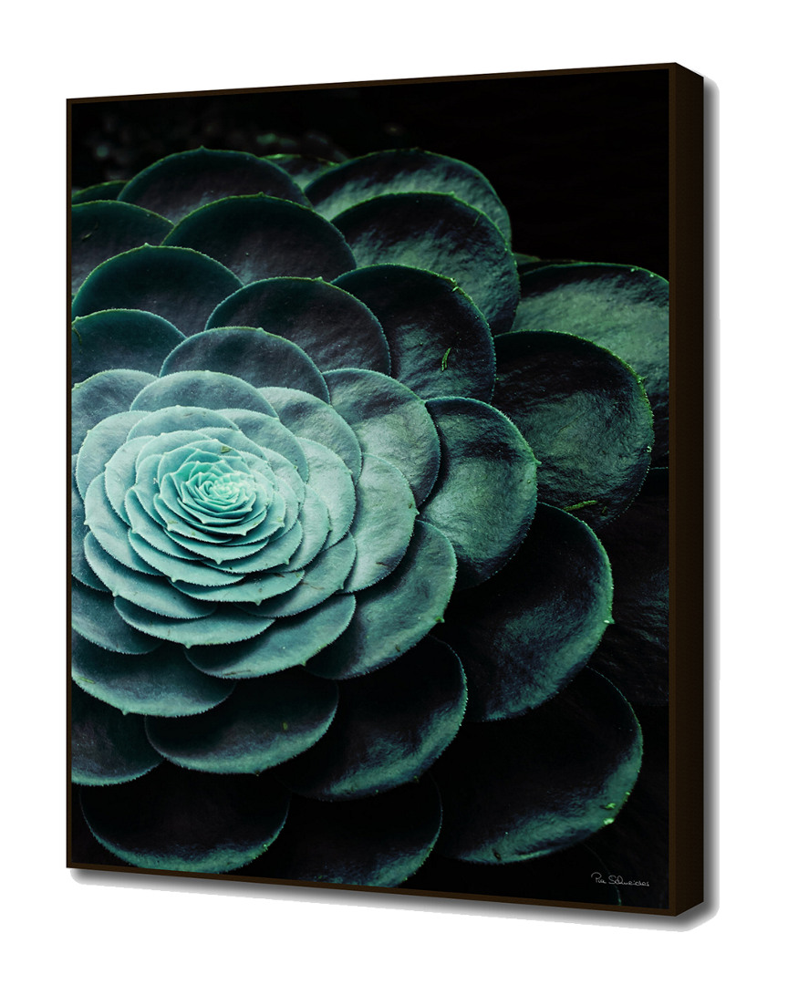 Curioos Darkside Of Succulents V3 By Pia Schneider