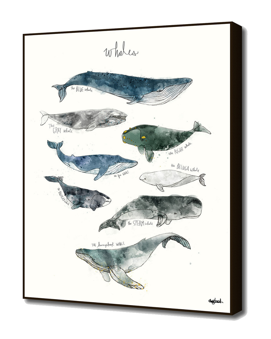Shop Curioos Whales By Amy Hamilton