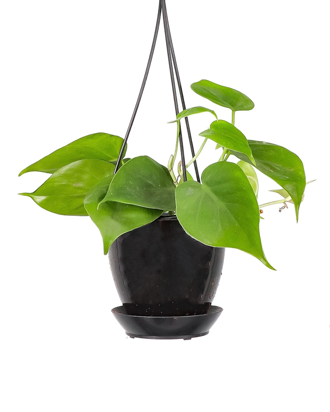 Thorsen's Greenhouse Philodendron