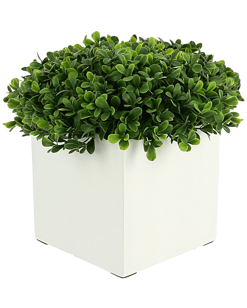 Creative Displays Boxwood In White Square Pot In Green