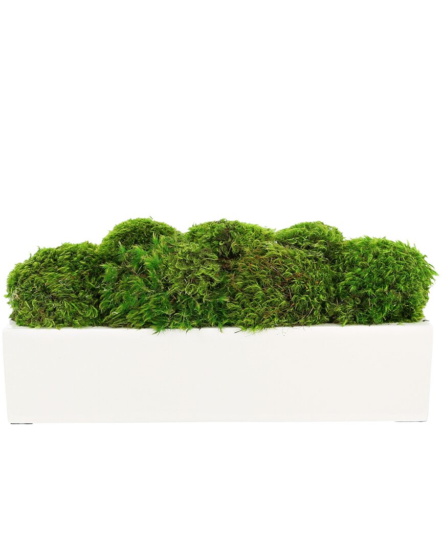 Creative Displays Moss Arrangement In Fiberstone Planter In Green