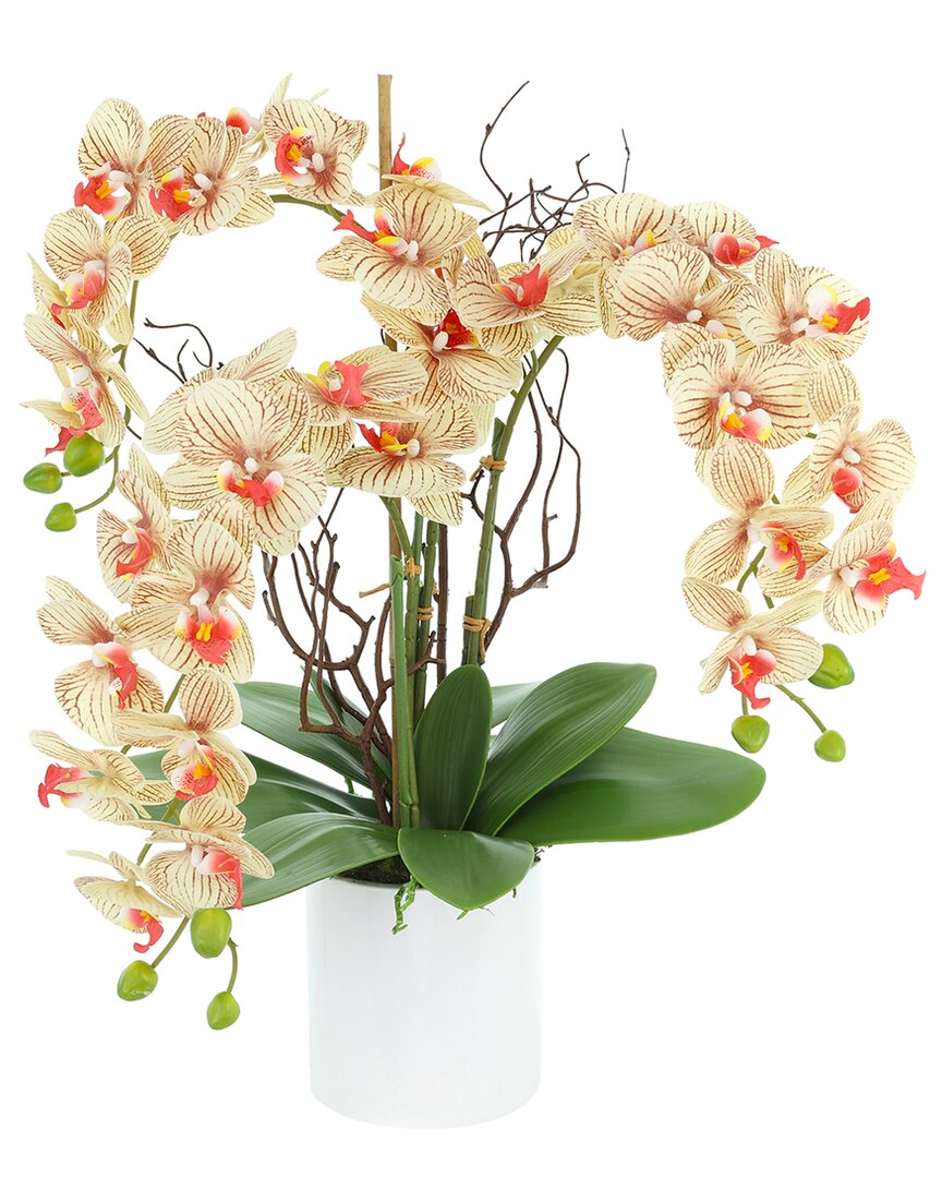 Creative Displays Modern Beige Orchid Arrangement In Round Fiberstone Pot In Beige
