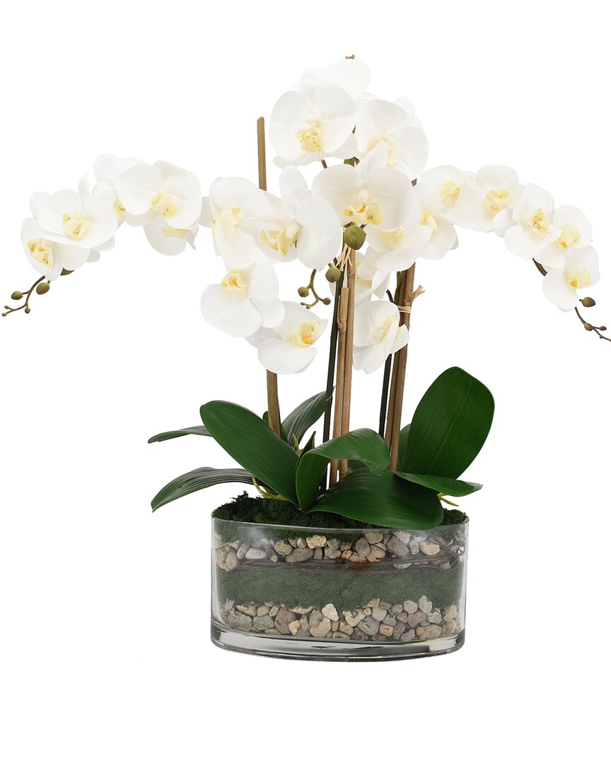 Creative Displays Orchids In Oblong Glass With Moss & Rocks In White