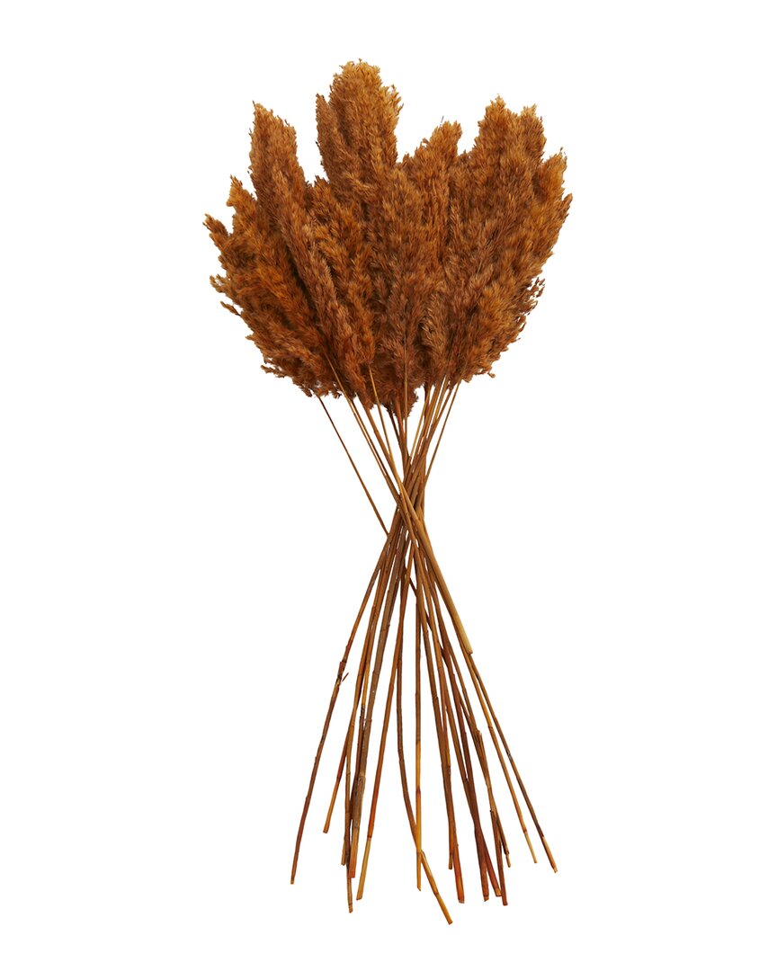 Peyton Lane Pampas Orange Dried Plant Natural Foliage In Orange