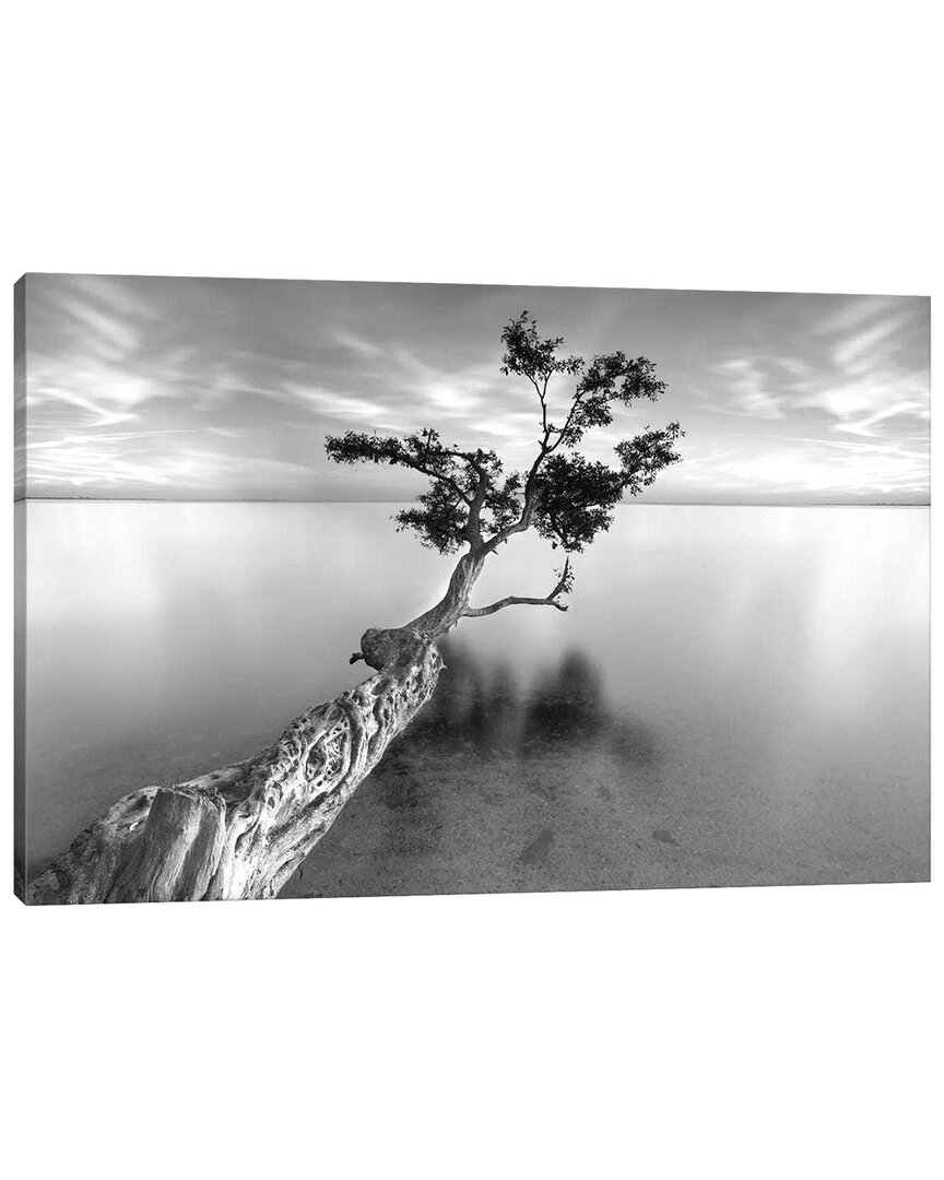 Icanvas Water Tree Xiii By Moises Levy Wall Art