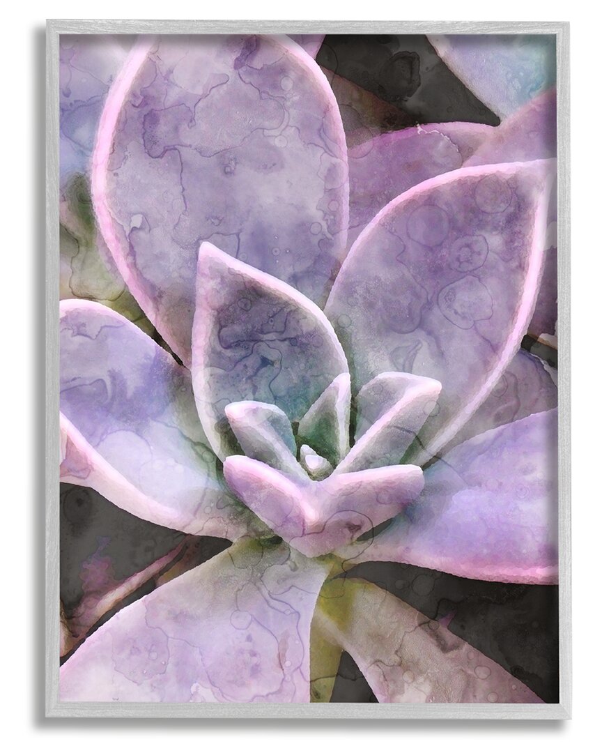 Stupell Purple Succulent Close Up Framed Giclee Wall Art By Daphne Polselli