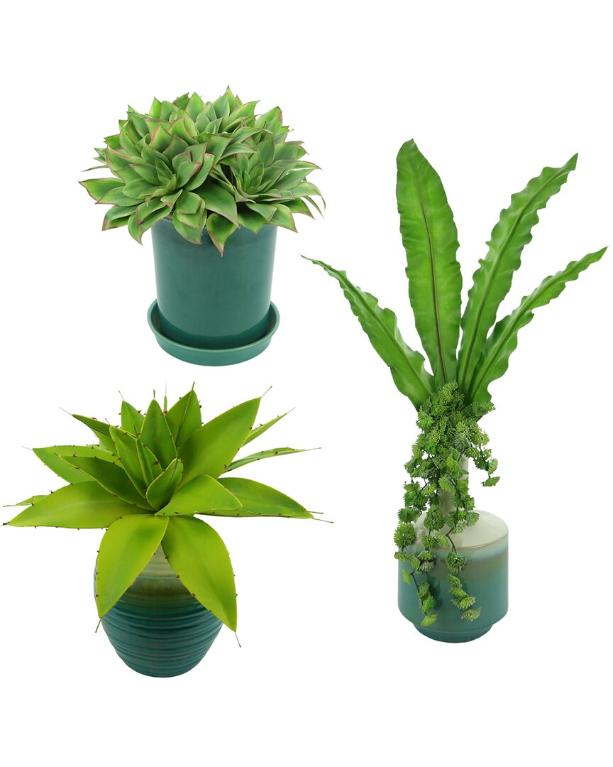Creative Displays Discontinued  Plant & Succulent Trio In Green