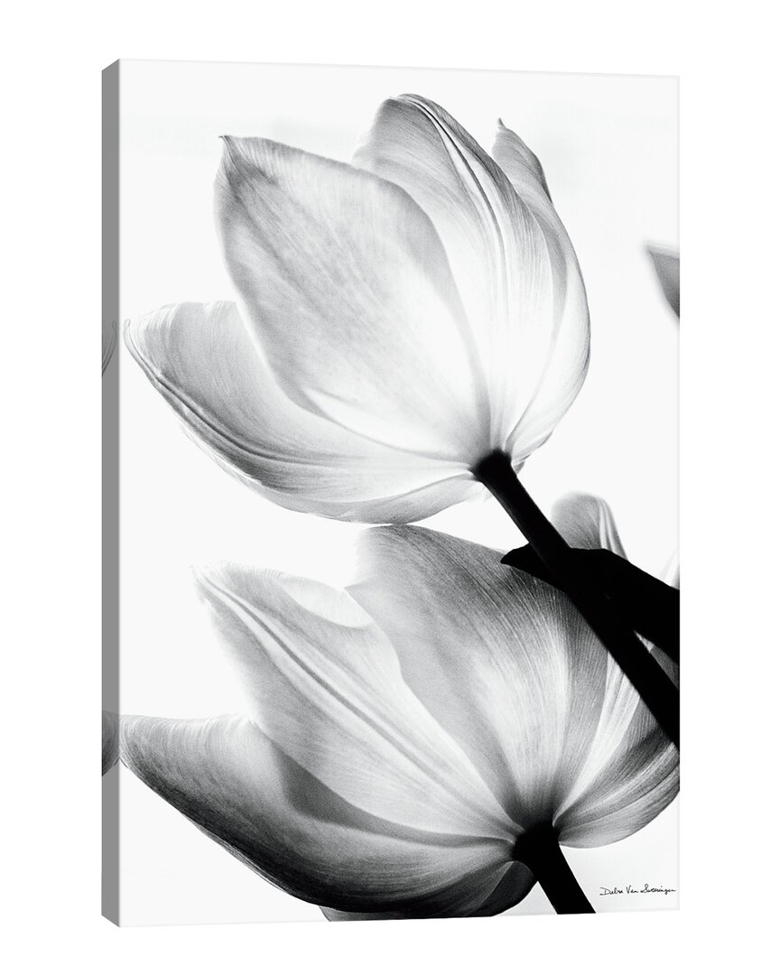 ICANVAS ICANVAS TRANSLUCENT TULIPS II BY DEBRA VAN SWEARINGEN WALL ART