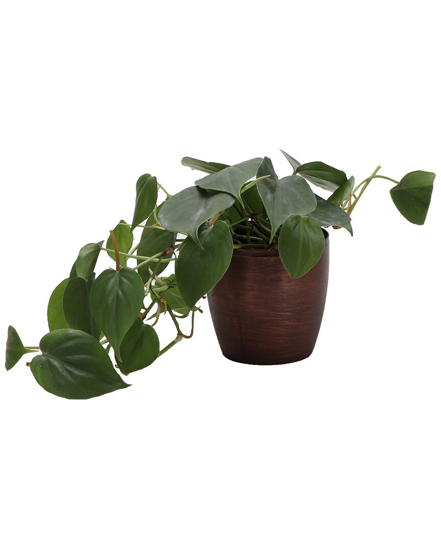 Thorsen's Greenhouse Green Philodendron In Small Copper Pot