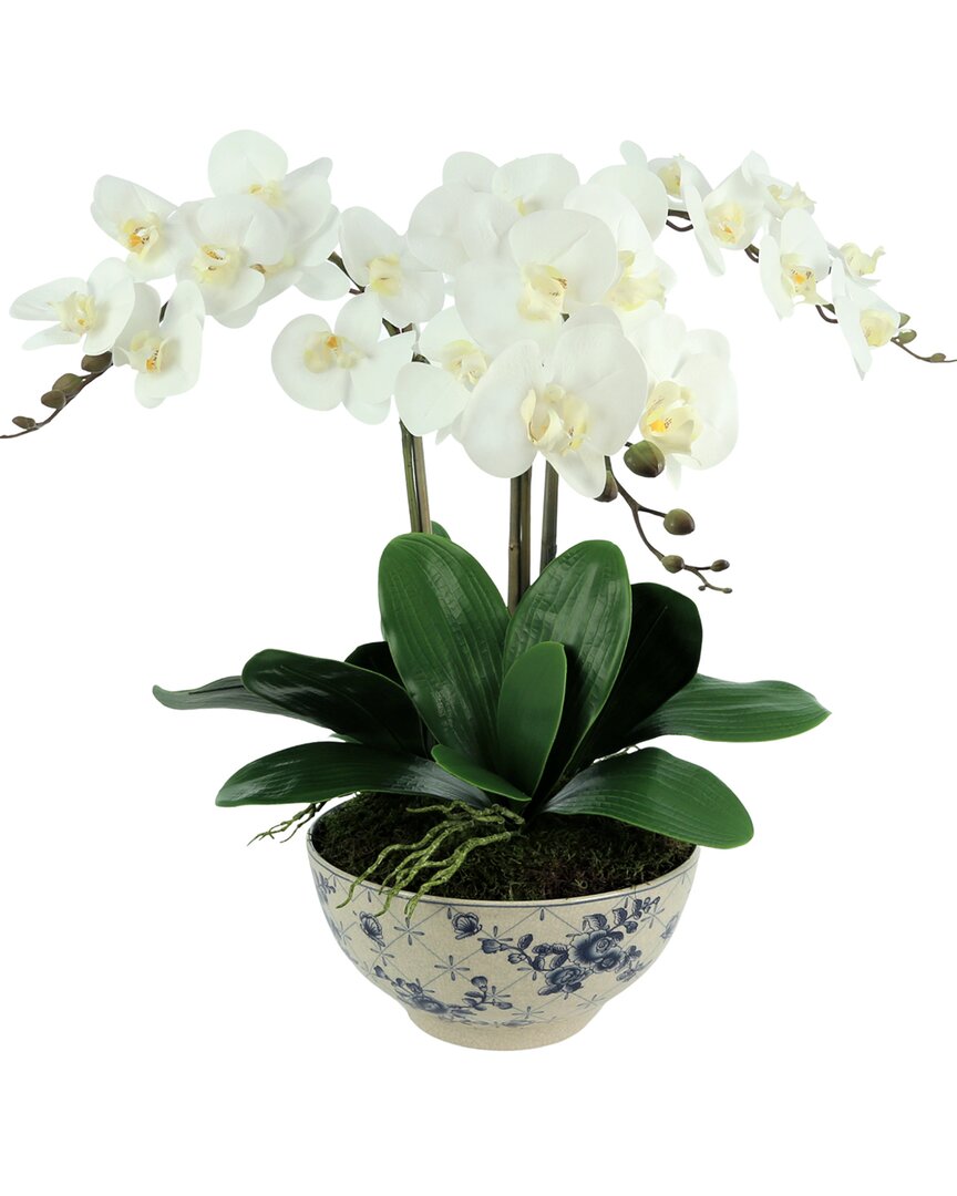 Creative Displays Orchid Arrangement In Decorative Ceramic Pot In White