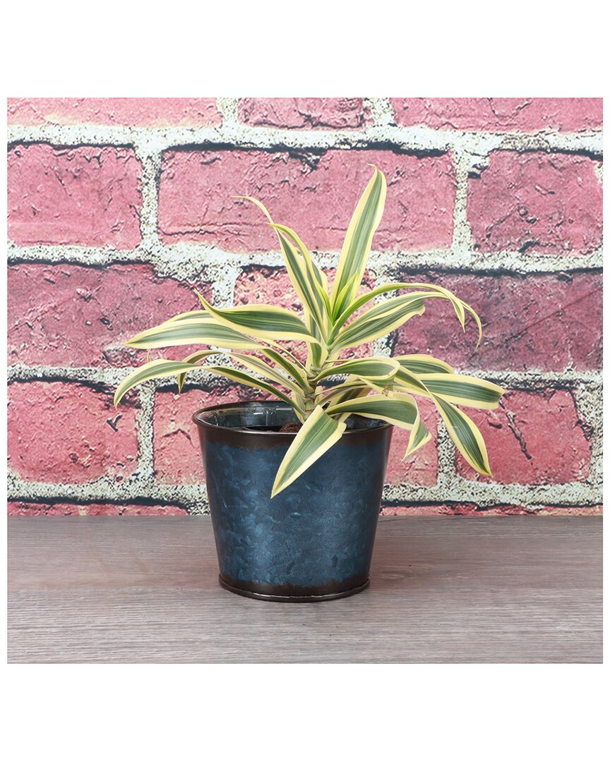 Thorsen's Greenhouse Song Of India Plant In Navy Metal Pot