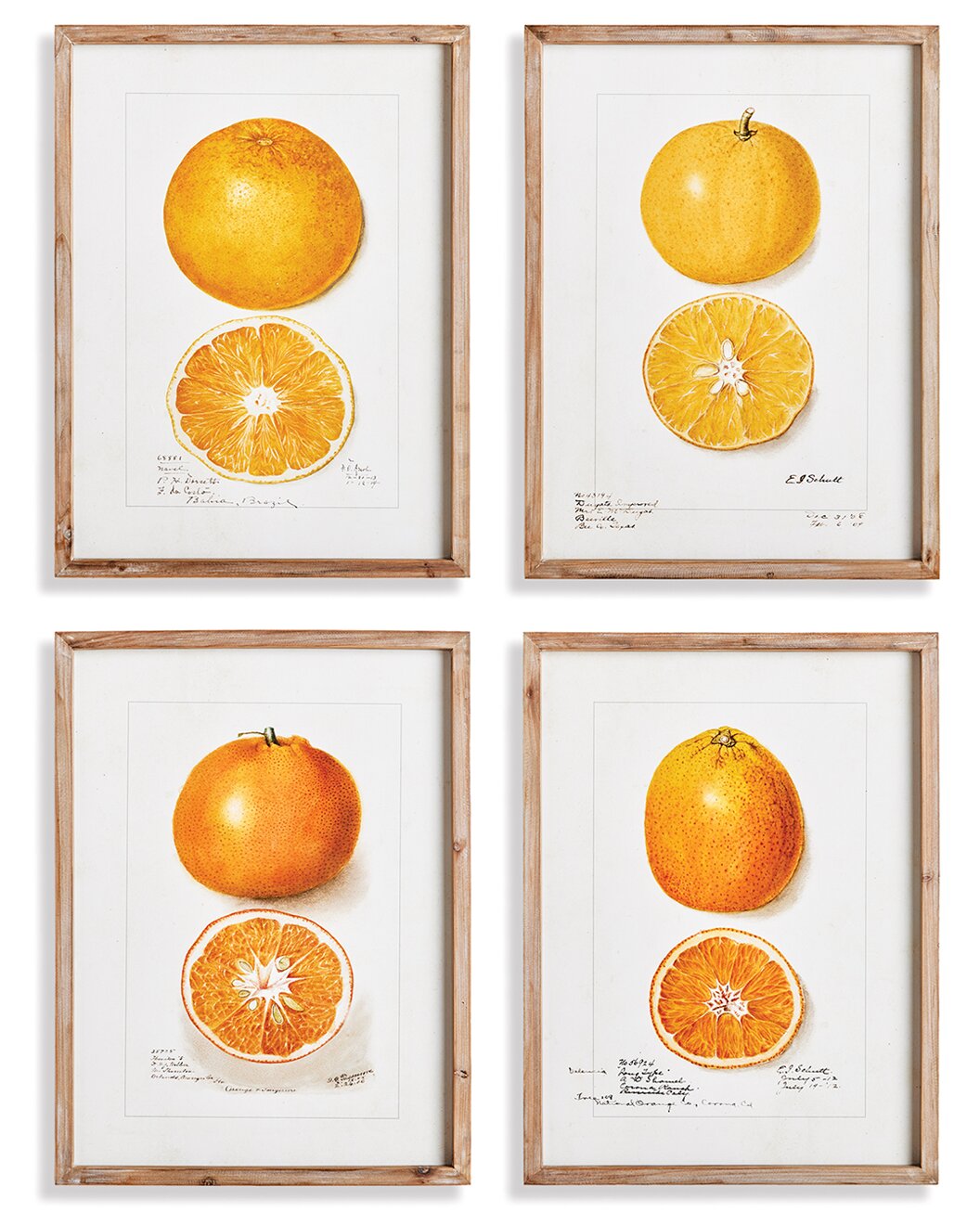 Napa Home & Garden Citrus Study
