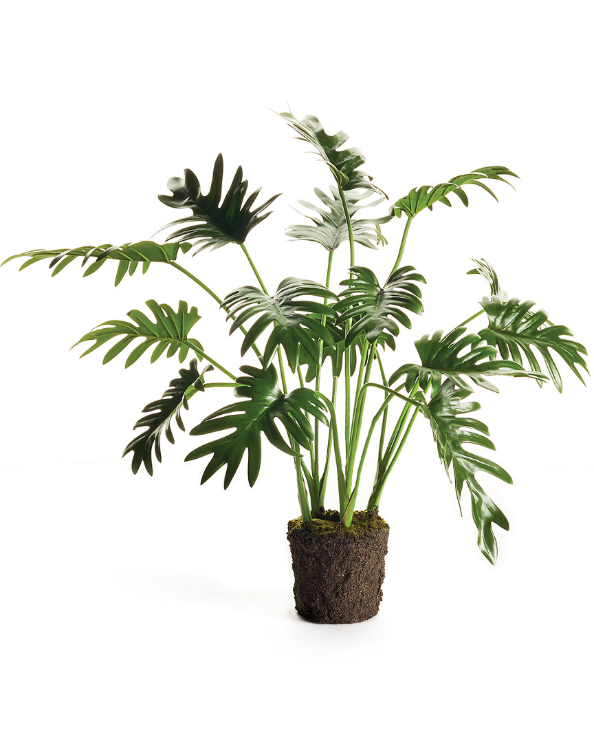 Napa Home & Garden Split Leaf Selloum Drop-in