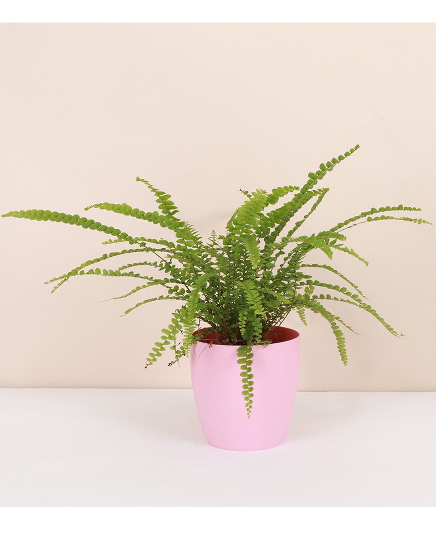 Thorsen's Greenhouse Live Lemon Button Fern Plant In Classic Pot In Pink